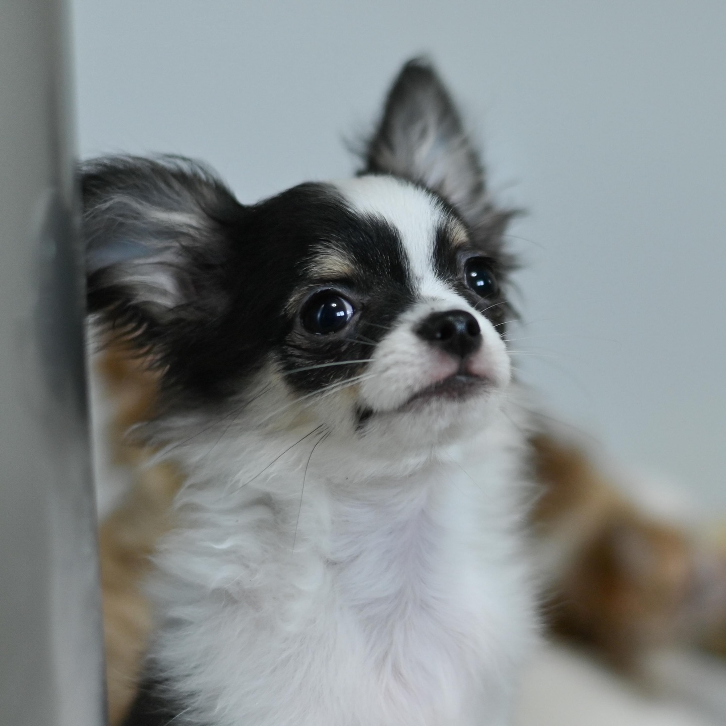 Photo prise par le photographe pro @d_photos75 du magnifique Axell noir et blanc 🤍🖤 Un vrai petit prince, élégant et craquant à la fois 😍🐾📩 Pour plus d’infos, contactez-nous en message privé
🌐 Découvrez aussi les autres chiots disponibles sur notre site :
https://elevage-chihuahuas-lof.fr/chiots-chihuahua-disponibles/#chihuahua #chiot #puppylove #doglover #photographie instadog adorable elevagechihuahua cute amour