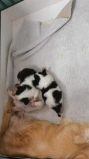 Moment sieste avec Pearl et ses bébés… un instant hors du temps 🥹🐾
On pourrait les regarder dormir pendant des heures tellement c’est apaisant et magique ✨Et ce petit flocon blanc… impossible de ne pas craquer 😍❄️ si petit, si doux, si précieux. Une vraie boule d’amour qui fait fondre tous les cœurs ❤️📩 Plus d’infos en message privé
🌐 Découvrez aussi tous nos chiots disponibles sur notre site :
https://elevage-chihuahuas-lof.fr/chiots-chihuahua-disponibles/#chihuahua #chiots #momentmagique #puppylove #elevagechihuahua doglover adorable amour instadog mignon