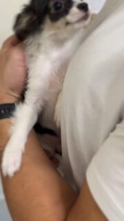 Le beau Axell noir et blanc en mode câlin 🥹
Une douceur incroyable, un regard tendre et un tempérament apaisant… ce petit cœur est un vrai concentré d’amour 🤍🐶Toujours proche de nous, Axell adore les moments de tendresse et les longues séances de câlins. Un futur compagnon exceptionnel, aussi doux qu’attachant ✨📩 Pour plus d’infos, contactez-nous en message privé
🌐 Découvrez aussi tous nos chiots disponibles ici :
https://elevage-chihuahuas-lof.fr/chiots-chihuahua-disponibles/#chihuahua #chiotchihuahua #babychihuahua #blackandwhite #puppylove elevagechihuahua instachihuahua doglover adorable amourcanin puppygram chiotsfrance 🐾🤍