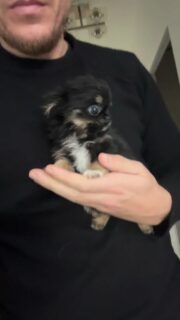 Encore une vidéo de notre petite Aya 🥹
Mini puce noir et feu, si minuscule qu’elle tient dans une seule main 😍Un vrai format mini avec une personnalité XXL : elle s’impose, joue, réclame des câlins et fait fondre tout le monde autour d’elle 💛🐶
Une petite beauté pleine de caractère et de tendresse, impossible de ne pas craquer 🥰✨🌐 Découvrez aussi tous nos chiots disponibles ici :
https://elevage-chihuahuas-lof.fr/chiots-chihuahua-disponibles/#chihuahua #chiotchihuahua #babychihuahua #miniature #minichihuahua