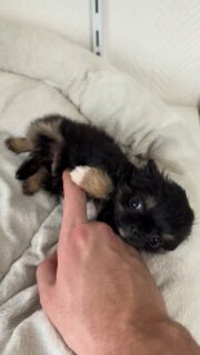 Encore une vidéo de notre mini pouce Aya 😍
Toujours aussi minuscule… et toujours aussi câline 🥰Cette petite beauté noir et feu est un vrai pot de colle. Elle adore être contre nous, réclamer des bisous et se blottir bien au chaud 💛🐶
Un mini gabarit avec un maxi cœur ✨Impossible de ne pas fondre devant tant de tendresse 🥹🌐 Découvrez aussi nos chiots disponibles ici :
https://elevage-chihuahuas-lof.fr/chiots-chihuahua-disponibles/#chihuahua #chiotchihuahua #miniature #minichihuahua #microchihuahua