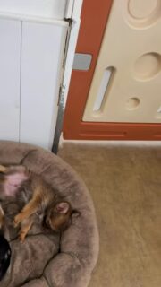 Le beau Abou a bien grandi 😍🐾
Une vraie merveille qui évolue chaque jour un peu plus… on est tellement fiers de lui 🥹🤍Son regard, sa fourrure et son charme naturel font complètement fondre. Un petit chihuahua plein de douceur, d’élégance et déjà très attachant 🐶✨
Impossible de ne pas craquer devant cette beauté 🥰📩 Pour plus d’infos, contactez-nous en message privé
🌐 Découvrez aussi tous nos chiots disponibles ici :
https://elevage-chihuahuas-lof.fr/chiots-chihuahua-disponibles/#chihuahua #chiotchihuahua #babychihuahua #puppylove #elevagechihuahua