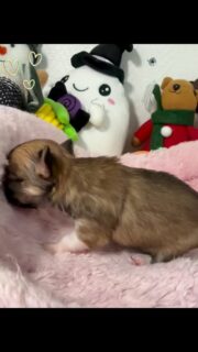 Premiers instants en solo pour cette adorable petite femelle de Thya 🥹🤍
Née le 2 février 2026, déjà pleine de douceur et de charme… et ce moment où elle se gratouille est juste trop craquant 😍🐾On fond complètement devant cette petite bouille et sa tendresse 🥰
Vous aussi vous craquez ? 👇📩 Plus d’infos en message privé
🔗 Autres chiots disponibles ici :
https://elevage-chihuahuas-lof.fr/chiots-chihuahua-disponibles/#chihuahua #chiotchihuahua #babychihuahua #puppylove #dogsoftiktok