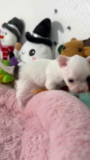 La magnifique petite de Pearl, toute blanche avec sa petite tache à l’œil 😍
Un détail qui lui donne un charme fou et la rend totalement unique 🤍✨Du haut de son petit mois, elle fait déjà ses premiers pas devant la caméra… et quelle prestance 🥹🐾
Une vraie mini star en devenir 🌟On fond complètement devant cette bouille d’amour 🥰
Vous aussi ? 👇📩 Plus d’infos en message privé
🔗 Autres chiots disponibles ici :
https://elevage-chihuahuas-lof.fr/chiots-chihuahua-disponibles/#chihuahua #chiotchihuahua #babychihuahua #whitechihuahua #puppylove