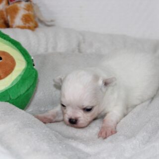 Petite session photos avec notre petit flocon tout blanc 🤍❄️
Fils de la magnifique Pearl, ce bébé est une vraie petite merveille, tellement précieux 🥹🐾On craque complètement pour sa douceur, sa pureté et sa bouille d’amour… un petit trésor en devenir ✨
Impossible de ne pas fondre devant lui 😍📩 Pour plus d’infos, contactez-nous en message privé
🌐 Découvrez aussi tous nos chiots disponibles sur notre site :
https://elevage-chihuahuas-lof.fr/chiots-chihuahua-disponibles/#chihuahua #chiot #babychihuahua #whitechihuahua #puppylove doglover elevagechihuahua instadog adorable amour tiny chihuahualove 🤍🐶✨