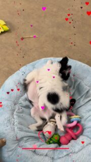 Moment tendre avec notre gang de chihuahuas noir & blanc 🥹🐾
Jeux, courses, câlins et petites bêtises… la vie à la nurserie est remplie de douceur et de bonheur 🤍Ces petits cœurs s’amusent, se chamaillent et grandissent ensemble… un vrai spectacle au quotidien 😍✨
Impossible de ne pas fondre devant autant d’amour 🖤#chihuahua #chiotchihuahua #babychihuahua #blackandwhite #puppylove