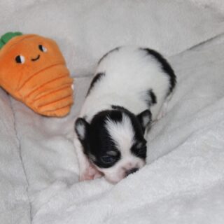 Les petits trésors de Carmelita 😍
Une portée pleine de douceur, de charme et de tendresse… de vraies petites merveilles 🥹🤍Chaque chiot a déjà sa personnalité, son regard et son petit caractère. On fond complètement devant ces bouilles d’amour qui grandissent jour après jour ✨🐶
Un bonheur immense de les voir évoluer et s’épanouir à la nurserie 💛📩 Pour plus d’infos, contactez-nous en message privé
🌐 Découvrez aussi tous nos chiots disponibles sur notre site :
https://elevage-chihuahuas-lof.fr/chiots-chihuahua-disponibles/#chihuahua #chiotchihuahua #babychihuahua #puppylove #elevagechihuahua instachihuahua doglover adorable amourcanin puppygram chiotsfrance chihuahuafrance 🐾✨