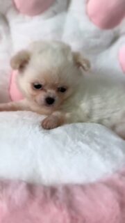 Au vu de son succès… voici une vidéo solo du petit tout blanc de Pearl 😍Ce petit bonhomme est un vrai nounours 🥹
Avec sa fourrure toute douce, on dirait presque qu’il sort tout juste du toilettage 🤣Une petite merveille pleine de charme, de douceur et déjà tellement attachante 🤍🐶
Difficile de ne pas fondre devant une telle bouille.📩 Pour plus d’informations, contactez-nous en message privé
🌐 Découvrez aussi les autres chiots disponibles :
https://elevage-chihuahuas-lof.fr/chiots-chihuahua-disponibles/#chihuahua #chiotchihuahua #whitechihuahua #babychihuahua #puppylove