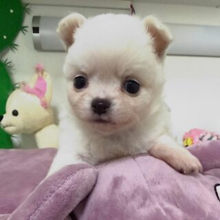 On n’a plus les mots… 🤍
Devant une telle beauté, le silence parle de lui-même 🥹Ce magnifique chiot chihuahua tout blanc, fils de Pearl, est une véritable petite merveille. Son regard intense, sa douceur et son élégance naturelle le rendent absolument irrésistible 🐾✨🤍 Mâle
🤍 Poils longs
🤍 Couleur : Blanc
🤍 Né le 19/01/2026Un petit trésor précieux, déjà plein de charme et de tendresse… Impossible de ne pas fondre devant lui 🥰📩 Pour plus d’informations, contactez-nous en message privé.
🌐 Découvrez aussi nos autres chiots disponibles sur notre site :
https://elevage-chihuahuas-lof.fr/chiots-chihuahua-disponibles/#chihuahua #chiotchihuahua #whitechihuahua #poilslongs #babychihuahua