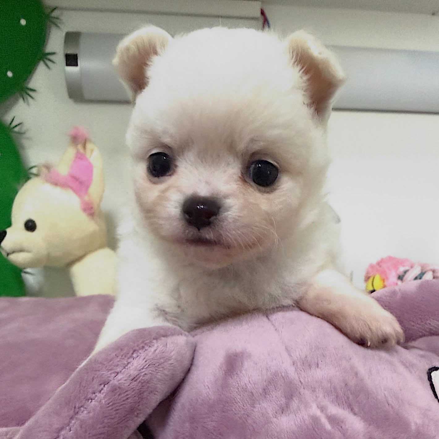 On n’a plus les mots… 🤍
Devant une telle beauté, le silence parle de lui-même 🥹Ce magnifique chiot chihuahua tout blanc, fils de Pearl, est une véritable petite merveille. Son regard intense, sa douceur et son élégance naturelle le rendent absolument irrésistible 🐾✨🤍 Mâle
🤍 Poils longs
🤍 Couleur : Blanc
🤍 Né le 19/01/2026Un petit trésor précieux, déjà plein de charme et de tendresse… Impossible de ne pas fondre devant lui 🥰📩 Pour plus d’informations, contactez-nous en message privé.
🌐 Découvrez aussi nos autres chiots disponibles sur notre site :
https://elevage-chihuahuas-lof.fr/chiots-chihuahua-disponibles/#chihuahua #chiotchihuahua #whitechihuahua #poilslongs #babychihuahua