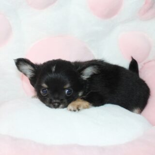 Petit shooting photo pour les deux puces de Rose Lynn 😍Ces deux magnifiques femelles, nées le 14 janvier 2026, sont encore disponibles.
L’une noir et feu, l’autre noir et blanche… deux petites beautés avec chacune leur charme 🖤🐾Déjà pleines de douceur, de curiosité et d’élégance, elles prennent la pose comme de vraies petites stars 📸✨
Franchement… elles sont trop belles 🥹📩 Pour plus d’informations, contactez-nous en message privé
🌐 Découvrez aussi les autres chiots disponibles sur notre site :
https://elevage-chihuahuas-lof.fr/chiots-chihuahua-disponibles/#chihuahua #chiotchihuahua #blackandtan #blackandwhite #babychihuahua