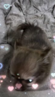 Encore une petite vidéo du magnifique Abou 😍
Quelle merveille… il devient chaque jour plus beau !Il ressemble de plus en plus à sa superbe maman Shirley de la Vallée des Cèdres Bleus ❤️
Les mêmes traits, le même charme… impossible de ne pas craquer.Franchement, il est littéralement à croquer 🤗🐾📩 Pour plus d’informations, contactez-nous en message privé
🌐 Découvrez aussi les autres chiots disponibles sur notre site :
https://elevage-chihuahuas-lof.fr/chiots-chihuahua-disponibles/#chihuahua #chiotchihuahua #chihuahuapuppy #puppylove #elevagechihuahua