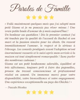 💛 Ce genre de message nous rappelle pourquoi nous faisons ce métier…Voir nos petits chichis grandir heureux dans leurs familles est la plus belle récompense que l’on puisse recevoir.Aujourd’hui, nous avions envie de partager avec vous ce magnifique témoignage reçu récemment… et qui nous a énormément touchés 🐾✨ Paroles de famille :« Voilà maintenant quelques mois que j’ai adopté mon petit Gizmo et je ne pouvais pas rêver mieux ! Une vraie petite boule d’amour de 8 mois aujourd’hui ! Un bonheur au quotidien !Dès le premier contact j’ai été touchée par la qualité de l’accueil de Rachel et son mari et la passion sincère pour les chiots. On ressent immédiatement l’amour, le respect et le sérieux à l’élevage.Les conseils prodigués avant l’adoption m’ont énormément rassurée et le suivi après mon arrivée à la maison est tout simplement remarquable ! Sans parler des nombreux cadeaux !Gizmo est un petit bonhomme adorable, équilibré et très affectueux, toujours prêt à faire des papouilles, preuve du travail consciencieux et professionnel réalisé en amont.Un immense merci pour votre disponibilité, votre bienveillance et votre engagement. Une expérience exceptionnelle au pays des Chichis ! »🙏 Merci infiniment pour ces mots qui nous vont droit au cœur.Chaque adoption est une nouvelle histoire… et chaque famille qui nous fait confiance fait un peu partie de la nôtre 💫🐾 Chiots actuellement disponibles :
https://elevage-chihuahuas-lof.fr/chiots-chihuahua-disponibles/⸻#chihuahua #chihuahualove #chihuahuapuppy #chiotlof #elevagechihuahua