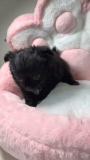 La petite fifille de Pearl 🖤Avec son noir profond et ses jolies petites touches de blanc au niveau des pattes, cette petite beauté a un charme fou 😍
Une élégance naturelle qui ne passe pas inaperçue…Mais en plus d’être magnifique, elle est aussi d’une douceur incroyable. Très câline, tendre et attachante 🥹🐾
Un vrai petit cœur plein d’amour.📩 Pour plus d’informations, contactez-nous en message privé
🌐 Découvrez aussi les autres chiots disponibles :
https://elevage-chihuahuas-lof.fr/chiots-chihuahua-disponibles/#chihuahua #chiotchihuahua #blackchihuahua #babychihuahua #puppylove