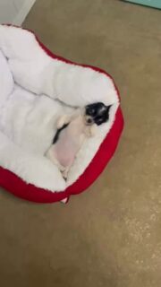 Notre petite dormeuse noir et blanc en pleine sieste… et quelle sieste 😅
Mademoiselle a décidé de dormir sur le dos, totalement détendue 😍🐾Une vraie petite boule de douceur qui profite de la vie à la nurserie entre jeux, câlins… et longues siestes 🥹Franchement, difficile de ne pas craquer devant une scène aussi mignonne 🖤🤍📩 Plus d’infos en message privé
🌐 Découvrez aussi nos chiots disponibles :
https://elevage-chihuahuas-lof.fr/chiots-chihuahua-disponibles/#chihuahua #chiotchihuahua #babychihuahua #blackandwhite #puppylove