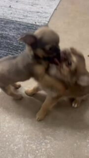 Abou en mode mini battle dans la nurserie 🤣
“Tu veux quoi toi ?!”
“Non mais c’est toi tu veux quoi ?!”Beaucoup de cinéma… mais au final que du jeu et des petites chamailleries trop mignonnes 🥹🐾Ces deux-là nous font toujours trop rire 😅📩 Plus d’infos en message privé
🔗 Autres chiots disponibles :
https://elevage-chihuahuas-lof.fr/chiots-chihuahua-disponibles/#chihuahua #chiotchihuahua #puppytiktok #dogsoftiktok #puppylove