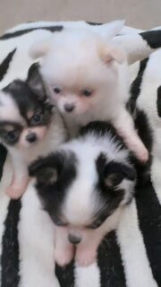 Un adorable trio composé d’un petit mâle tout blanc et de deux noir et blanc, un garçon et une fille 🤍🖤
Des petites bouilles absolument à croquer qui font fondre tout le monde à la nurserie 😍Entre curiosité, douceur et câlins… ce sont de véritables machines à bisous 🥹🐾
Impossible de résister à autant de mignonnerie réunie dans une seule vidéo.📩 Pour plus d’informations, contactez-nous en message privé
🌐 Découvrez aussi les autres chiots disponibles :
https://elevage-chihuahuas-lof.fr/chiots-chihuahua-disponibles/