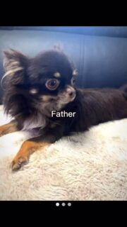 Umour + Shirley = le merveilleux Abou 🐶❤️
Un mini chihuahua plein de charme, câlin, joueur et absolument irrésistible… impossible de ne pas craquer 😍#chihuahua #chihuahuapuppy #puppy #puppylove #chihuahualove dogsoftiktok