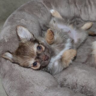 Photoshoot du magnifique et irrésistible Abou 😍Ce petit chihuahua LOF au charme fou est une vraie petite merveille. Avec son petit gabarit, il devrait faire moins de 2 kg à l’âge adulte 🐾En plus d’être craquant, Abou est très attachant, câlin et joueur… un vrai petit coquin qui adore attirer l’attention et partager des moments de tendresse 🥰Impossible de ne pas tomber sous le charme de ce petit cœur.📩 Plus d’informations en message privé
🌐 Découvrez aussi les autres chiots disponibles sur notre site :
https://elevage-chihuahuas-lof.fr/chiots-chihuahua-disponibles/#chihuahua #chiotchihuahua #chihuahualof #babychihuahua #puppylove