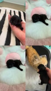 La belle DayLin de la Vallée des Cèdres Bleus nous présente son adorable bébé 🥹Un petit mâle miniature tout noir, tout petit et déjà tellement mignon 🖤🐶
Un vrai petit trésor, délicat et précieux, qui fait complètement fondre à la nurserie.DayLin veille sur lui avec toute la douceur d’une maman, et ces moments sont toujours aussi touchants à observer ✨📩 Pour plus d’informations, contactez-nous en message privé
🌐 Découvrez aussi les autres chiots disponibles :
https://elevage-chihuahuas-lof.fr/chiots-chihuahua-disponibles/#chihuahua #chiotchihuahua #blackchihuahua #babychihuahua #miniature puppylove elevagechihuahua instachihuahua doglover amourcanin 🐾🖤