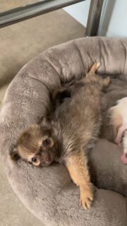 Encore une vidéo du beau Abou… et cette fois en mode séduction 😏🐾Regard charmeur, petite bouille irrésistible et attitude de petit prince… il sait clairement comment faire fondre les cœurs 🥰Franchement, difficile de résister à un tel charme ❤️📩 Pour plus d’informations, contactez-nous en message privé
🌐 Découvrez aussi nos chiots disponibles :
https://elevage-chihuahuas-lof.fr/chiots-chihuahua-disponibles/#chihuahua #chiotchihuahua #puppylove #chihuahuapuppy #dogsoftiktok