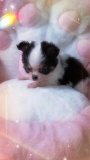 Le petit mâle de Pearl nous fait complètement fondre 🥹Avec sa jolie robe noir et blanc, on dirait un petit panda 🐼… ou même un bisounours tellement il est doux et craquant 🤍🖤Tout calme, très câlin et plein de tendresse, c’est un vrai bébé d’amour qui adore les moments de douceur 🤗🐾
Impossible de ne pas craquer devant cette petite bouille.📩 Plus d’informations en message privé
🌐 Découvrez aussi les autres chiots disponibles sur notre site :
https://elevage-chihuahuas-lof.fr/chiots-chihuahua-disponibles/#chihuahua #chiotchihuahua #blackandwhite #babychihuahua #puppylove