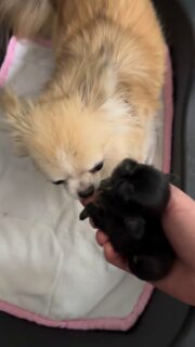 Day Line de la Vallée des Cèdres Bleus et son petit bouchon miniature 🥹Un adorable bébé tout noir, si petit et déjà tellement précieux 🖤🐶
Day Line nous le présente avec douceur… tout en gardant un œil très attentif sur lui 👀Une maman très protectrice, pleine d’amour et de vigilance ❤️
Des moments tendres et authentiques comme on les aime à la nurserie ✨📩 Plus d’informations en message privé
🌐 Découvrez aussi les autres chiots disponibles :
https://elevage-chihuahuas-lof.fr/chiots-chihuahua-disponibles/#chihuahua #chiotchihuahua #blackchihuahua #babychihuahua #puppylove