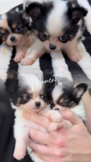 Encore une vidéo de notre duo trop craquant 😍Les deux chiots de Pearl, frère et sœur noir et blancs, de vraies petites merveilles 🖤🤍
Avec leurs bouilles à croquer et leur douceur, ils donnent envie de les couvrir de câlins toute la journée 🥰🐾Un duo plein de tendresse qui fait complètement fondre la nurserie.📩 Plus d’informations en message privé
🌐 Découvrez aussi les autres chiots disponibles sur notre site :
https://elevage-chihuahuas-lof.fr/chiots-chihuahua-disponibles/#chihuahua #chiotchihuahua #blackandwhite #babychihuahua #puppylove