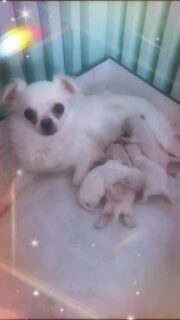 La belle Pimprenelle de la Vallée des Cèdres Bleus et ses magnifiques bébés 🤍Une adorable portée composée de 4 petits mâles tout blancs et d’une petite femelle toute mignonne 🐶✨
De véritables petits flocons, pleins de douceur et déjà tellement craquants 🥹Un moment tendre et magique à la nurserie, rempli de pureté et d’amour 🤍📩 Plus d’informations en message privé
🌐 Découvrez aussi les autres chiots disponibles sur notre site :
https://elevage-chihuahuas-lof.fr/chiots-chihuahua-disponibles/#chihuahua #chiotchihuahua #whitechihuahua #babychihuahua #puppylove