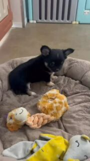 Petite exploration pour notre mini puce noir et feu 🥹Toute timide, toute douce… elle découvre la nurserie à son rythme avec ses petits pas hésitants 🐾✨
Un mélange de curiosité et de tendresse qui la rend encore plus craquante 😍Une petite beauté discrète mais tellement attachante, on fond complètement 🥰📩 Plus d’informations en message privé
🌐 Découvrez aussi les autres chiots disponibles sur notre site :
https://elevage-chihuahuas-lof.fr/chiots-chihuahua-disponibles/#chihuahua #chiotchihuahua #blackandtan #babychihuahua #puppylove elevagechihuahua instachihuahua doglover adorable chiots 🐶