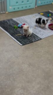 Encore une vidéo de notre petit nounours tout blanc 😍Cette fois-ci en pleine action dans la nurserie 🐶✨
Toujours aussi craquant, avec sa fourrure de peluche, on dirait un vrai petit ourson qui découvre le monde 🐻❄️Entre jeux, curiosité et moments de douceur… un vrai bonheur à observer 🥹🤍
#chihuahua #chiotchihuahua #whitechihuahua #babychihuahua #puppylove