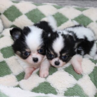 Les 2 pandas de Pearl se prêtent à leur tour au photoshoot 😍Et là… on est complètement sous le charme 🐼🤍🖤
Deux petites merveilles au look irrésistible, avec des bouilles à faire fondre n’importe qui 🥹Alors, on vous met au défi 👀
Saurez-vous deviner lequel est la femelle et lequel est le mâle ? 😏📩 Plus d’infos en message privé
🌐 Découvrez aussi les autres chiots disponibles sur notre site :
https://elevage-chihuahuas-lof.fr/chiots-chihuahua-disponibles/#chihuahua #chiotchihuahua #blackandwhite #panda #babychihuahua puppylove