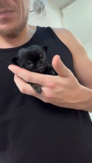 Petit focus sur notre miniature noir, fils de Day Line 🥹À un peu plus d’un mois, il ne fait que 200 grammes… une vraie mini crevette 😱🐶
Si petit, si fragile et déjà tellement craquant 🤍Un petit trésor plein de douceur qui nous fait complètement fondre chaque jour ✨#chihuahua #chiotchihuahua #miniature #tiny #babychihuahua
