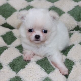 Photoshoot de notre petit ourson tout blanc, fils de Pearl 😍Une vraie petite boule de douceur, on dirait un ourson polaire sur pattes 🐻‍❄️
Avec sa fourrure impeccable, il donne même l’impression de sortir tout droit du toilettage ✨Tellement craquant, doux et attendrissant… un petit trésor qui fait fondre tous les cœurs 🥹🤍📩 Plus d’infos en message privé
🌐 Découvrez aussi les autres chiots disponibles sur notre site :
https://elevage-chihuahuas-lof.fr/chiots-chihuahua-disponibles/#chihuahua #chiotchihuahua #whitechihuahua #babychihuahua #puppylove