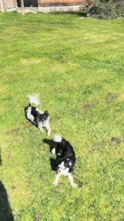 Youpi, c’est le printemps à la Vallée des Cèdres Bleus 🌸☀️Voir nos chichis profiter du soleil, courir et s’amuser sur notre grand terrain est un vrai bonheur 🐶💛
Entre liberté, jeux et moments de détente… ils savourent pleinement ces belles journées ensoleillées ✨Des instants simples, remplis de joie et de douceur 🥰
#chihuahua #printemps #doglife #puppylove #elevagechihuahua