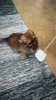 Le petit Abou 🥹Toujours aussi petit, toujours aussi irrésistible… et toujours aussi joueur 😍🐾
Un vrai petit bonheur au quotidien, plein de vie, de douceur et de malice 🥰Impossible de ne pas craquer devant cette petite boule d’amour 💛📩 Plus d’infos en message privé
🌐 Découvrez aussi les autres chiots disponibles :
https://elevage-chihuahuas-lof.fr/chiots-chihuahua-disponibles/#chihuahua #chiotchihuahua #babychihuahua #puppylove #elevagechihuahua