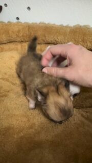 Petite vidéo de nos 2 femelles chihuahuas miniatures 🥹Une blanche avec ses petites taches noires sur le visage 🤍🖤 et une charbonnée… deux petites merveilles pleines de charme 😍Trop mignonnes, très câlines et déjà bien affirmées… si petites mais tellement charismatiques 🐶✨
Un duo irrésistible qui fait fondre tout le monde
#chihuahua #chiotchihuahua #miniature #tiny #babychihuahua