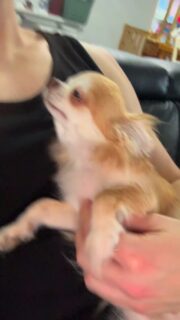 Moment câlin avec la belle Shirley 🥰La maman du trop chou Abou… et on comprend tout de suite de qui il tient 😍🐾
Même regard, même douceur, même charme irrésistible.Shirley adore les câlins, une vraie petite pot de colle, tellement craquante, douce et attachante 💛
Un pur moment de tendresse comme on les aime !#chihuahua #chiotchihuahua #puppylove #elevagechihuahua #instachihuahua 🐶💖