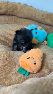 Encore une vidéo de notre mini pouce miniature noir 🥹Tellement petit… tellement craquant 😍
À peine 200 grammes, une vraie mini crevette pleine de douceur 😱🐶Installé avec ses doudous, il profite d’un moment tout calme et tellement attendrissant 🥰
Un petit trésor qui fait fondre toute la nurserie 🤍#chihuahua #chiotchihuahua #miniature #tiny #babychihuahua puppylove