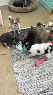 Ohhisss 😅 petite vidéo dans la nurserie où ça joue dans tous les sens !Ça court, ça s’amuse, ça tire le jouet chacun de son côté 🤣🐶
Une vraie scène de vie pleine d’énergie et de bonne humeur.Et à la fin… notre petite miniature préfère rester tranquillement dans son coin avec son bâton à mâcher 😌🦴
Chacun son délire 😅💛📩 Plus d’infos en message privé
🌐 Découvrez aussi les autres chiots disponibles :
https://elevage-chihuahuas-lof.fr/chiots-chihuahua-disponibles/#chihuahua #chiotchihuahua #puppylove #babychihuahua #elevagechihuahua instachihuahua