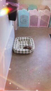 Encore une vidéo de notre charmeur professionnel… Abou de la Vallée des Cèdres Bleus 😍Et clairement… on ne s’en lasse pas 🥰
Ce petit cœur vient tout juste de fêter ses 3 mois ❤️ et il est de plus en plus irrésistible.Son regard, son charme et sa douceur font fondre absolument tout le monde 🐾✨Et vous… il vous fait craquer aussi ? 😏💛 #chihuahua #chiotchihuahua #babychihuahua #puppylove #elevagechihuahua