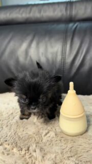 Encore une vidéo de notre petit bouchon miniature 🥰Si petit, si craquant et déjà tellement attachant 🐾💛
Une vraie mini merveille qui fait fondre toute la nurserie.📩 Plus d’infos en message privé
🔗 Autres chiots disponibles :
https://elevage-chihuahuas-lof.fr/chiots-chihuahua-disponibles/#chihuahua #chiotchihuahua #miniature #babychihuahua #puppylove