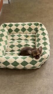 On ne se lasse pas de la beauté et du charme irrésistible de notre beau Abou 🤗😍Toujours aussi craquant, attachant et plein de douceur…
Clairement, c’est notre petit chouchou 🥰🐾Impossible de ne pas fondre devant cette petite merveille 💛📩 Plus d’infos en message privé
🌐 Découvrez aussi les autres chiots disponibles :
https://elevage-chihuahuas-lof.fr/chiots-chihuahua-disponibles/#chihuahua #chiotchihuahua #babychihuahua #puppylove #elevagechihuahua