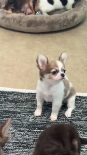 C’est l’heure de jouer dans la nurserie 🎉🐾Focus sur notre belle petite tachetée blanche et grise, une vraie petite merveille pleine de vie 😍
Toujours de bonne humeur, elle s’amuse avec son jouet préféré et nous offre un moment tellement craquant 🥰Entre énergie, malice et douceur… impossible de ne pas sourire en la regardant jouer 💛📩 Plus d’infos en message privé
🌐 Découvrez aussi les autres chiots disponibles :
https://elevage-chihuahuas-lof.fr/chiots-chihuahua-disponibles/#chihuahua #chiotchihuahua #babychihuahua #puppylove #elevagechihuahua