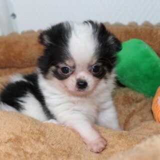Les merveilles de Pearl se prêtent au photoshoot 😍Et là… on reste bouche bée devant tant de beauté 🥹
Ils sont magnifiques, mignons, et ressemblent à de vraies peluches vivantes 🧸🐾Un trio irrésistible composé d’1 femelle et de 2 petits mâles, tous plus craquants les uns que les autres 🥰📩 Plus d’infos en message privé
🌐 Découvrez aussi les autres chiots disponibles sur notre site :
https://elevage-chihuahuas-lof.fr/chiots-chihuahua-disponibles/#chihuahua #chiotchihuahua #babychihuahua #puppylove #elevagechihuahua instachihuahua doglover adorable chiots 🐶✨