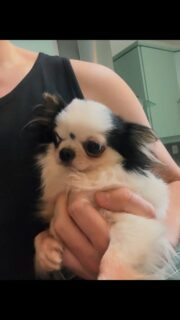 Encore une vidéo d’un moment câlin avec notre beau Olaf International 😍Une vraie beauté, une vraie merveille… et surtout un petit cœur très gentil et extrêmement câlin 🥰
Impossible de résister à ce charme et cette douceur 💛#chihuahua #chiotchihuahua #puppylove #elevagechihuahua #instachihuahua