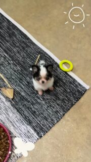 Les petits coquinous de la nurserie 😍🐾Deux noir & blanc (un garçon et une fille) accompagnés de leur copain tout blanc 🤍🖤
Un trio plein de vie qui adore jouer, s’amuser… et surtout se faire câliner 🥰Entre petites bêtises, courses et moments de tendresse, ils nous offrent un vrai spectacle au quotidien ✨#chihuahua #chiotchihuahua #blackandwhite #whitechihuahua #babychihuahua