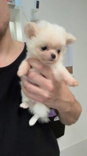 Le chiot tout blanc de Pearl dans la main… et clairement, l’audio lui va à merveille 😍
Une petite boule de douceur, ultra craquante, qui assume totalement sa beauté 🥰🐾📩 Plus d’infos en message privé
🔗 Autres chiots disponibles :
https://elevage-chihuahuas-lof.fr/chiots-chihuahua-disponibles/#chihuahua #chiotchihuahua #whitechihuahua #puppytiktok #puppylove