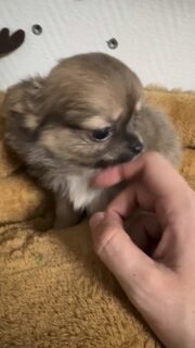 Notre petit choupinou charbonné 🥹Tout timide devant la caméra… mais dès qu’il est au sol, c’est une autre histoire 😅🐾
Monsieur devient beaucoup plus à l’aise pour explorer, jouer et faire quelques petites bêtises 🤣Un mélange parfait entre douceur et malice qui le rend encore plus craquant
#chihuahua #chiotchihuahua #babychihuahua #charbonne #puppylove