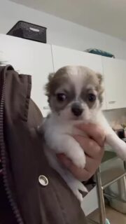 Petite vidéo de notre petite timide tricolore 🥹Toute douce, un peu réservée devant la caméra… et tellement mignonne 🖤🤍🤎
Un charme discret qui fait complètement fondre 💛🐾Impossible de ne pas craquer devant cette petite bouille pleine de tendresse 🥰📩 Plus d’infos en message privé#chihuahua #chiotchihuahua #tricolore #babychihuahua #puppylove
